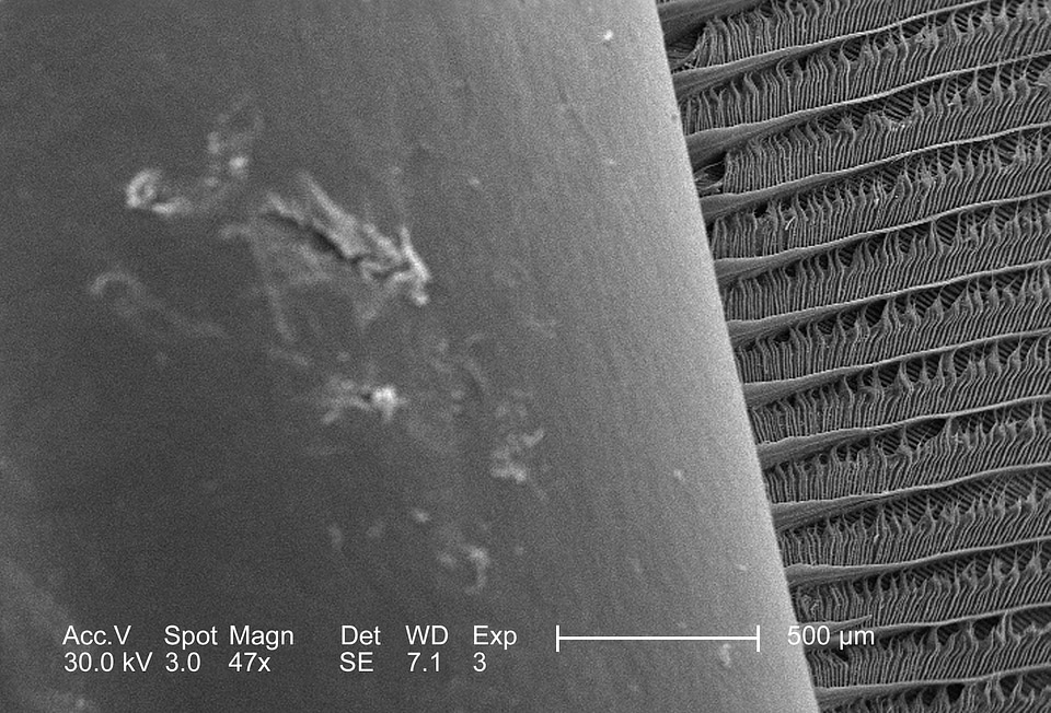 Bird configuration feather
