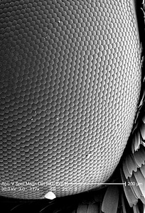 Bird compound compound eye