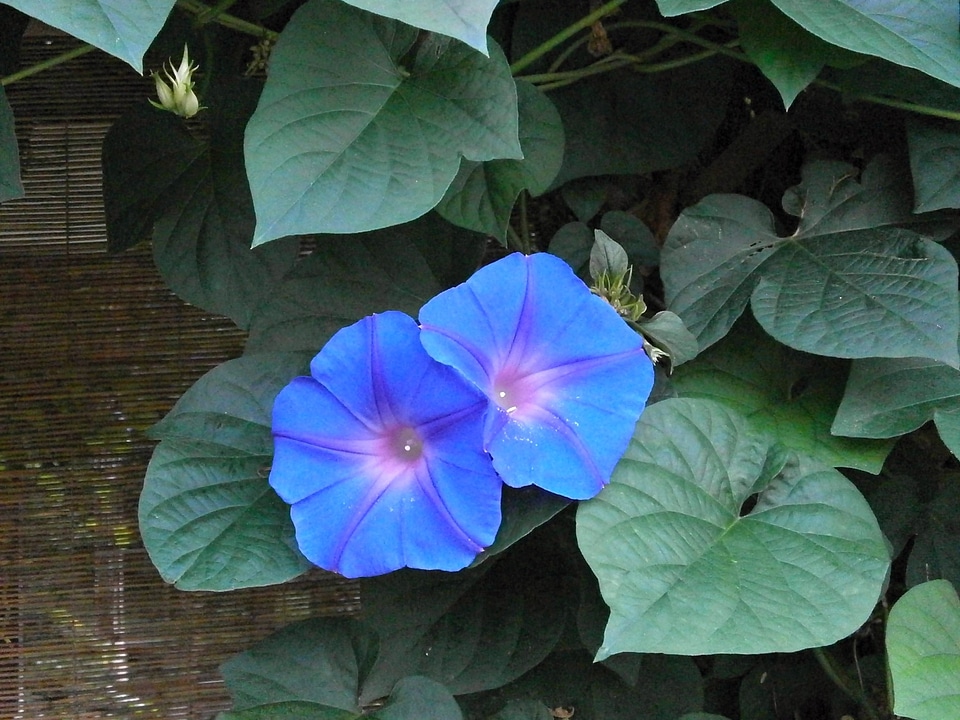 Blue flowers summer flowers summer in japan