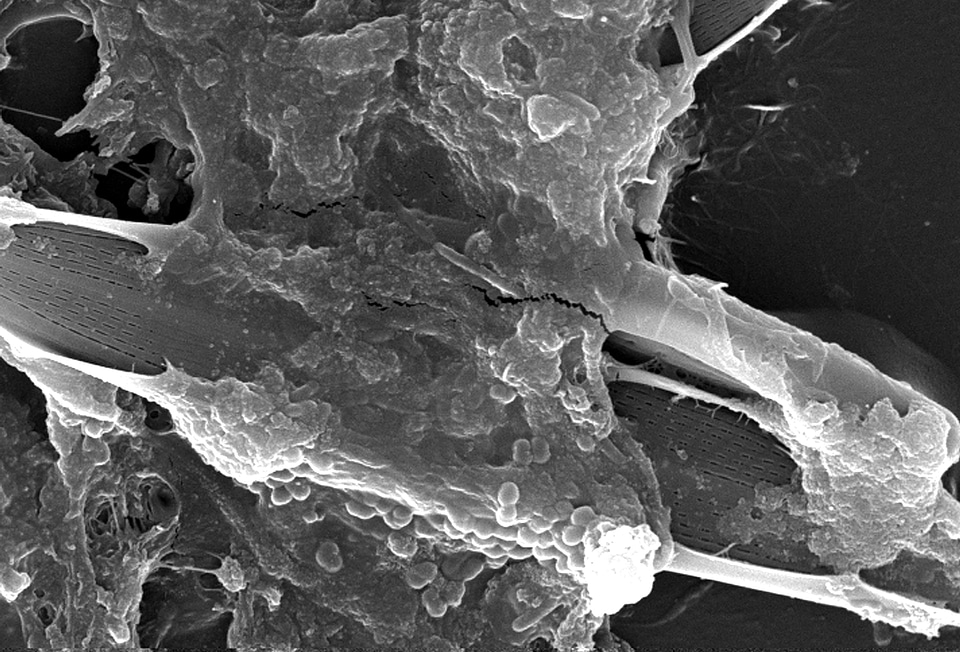 Microorganism number 