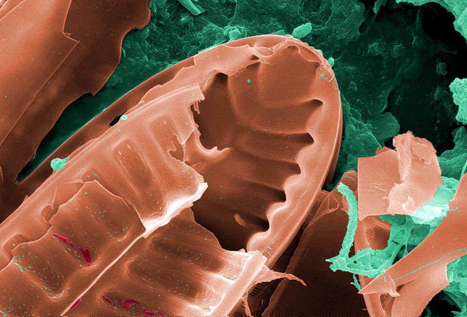 Dough microorganism 