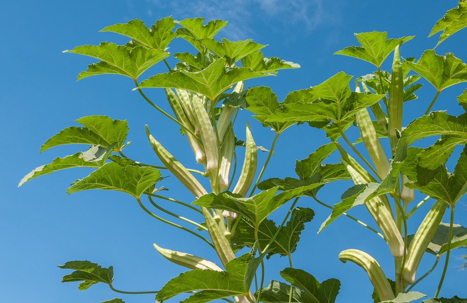 Vegetable agriculture farm