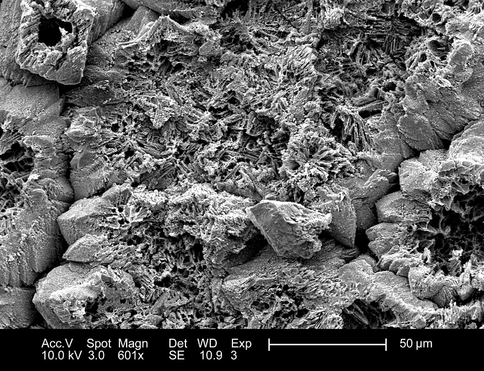 Conch fragment grounds