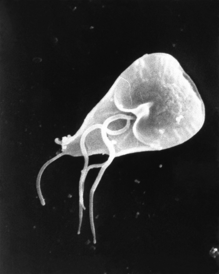 Giardia organism parasit