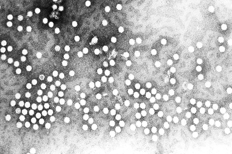 Family parvovirus 