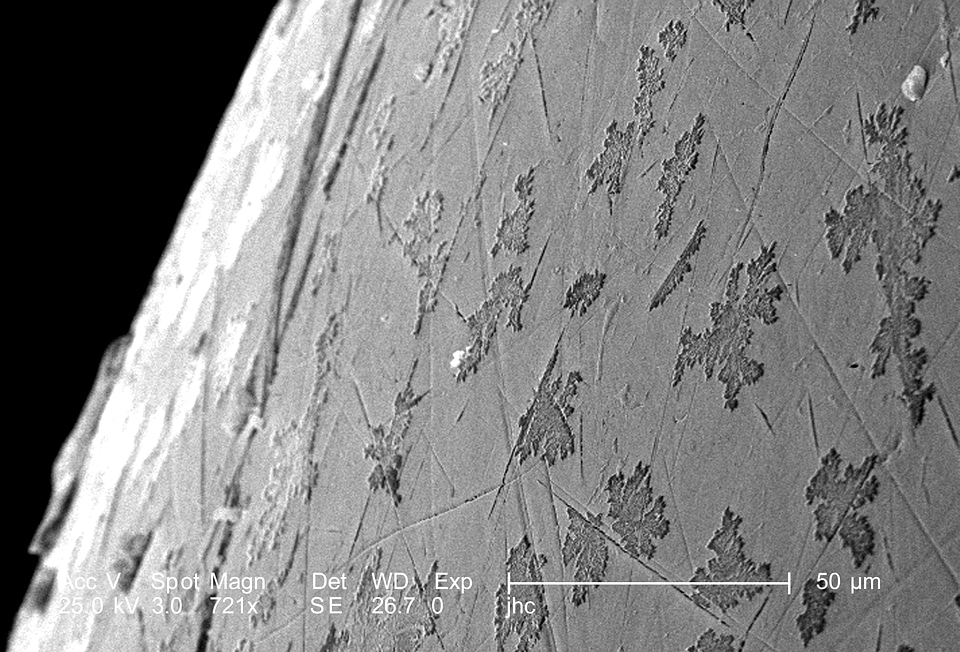 Beetle details ultrastructural