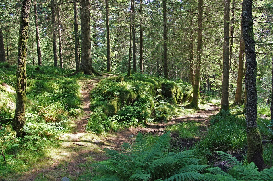 Nature forest path trees