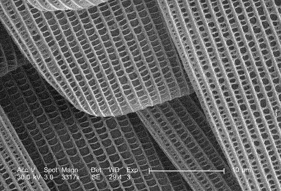 Details morphologic 