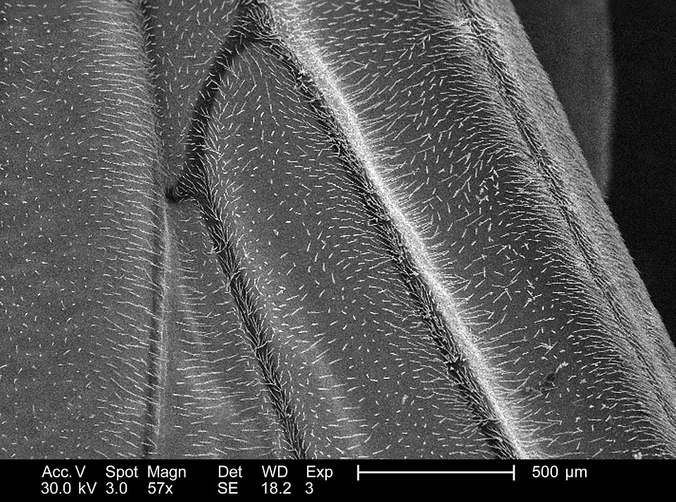 Many surface wings
