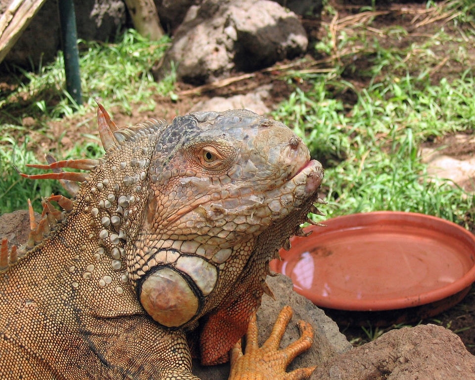 Reptile animal lizard
