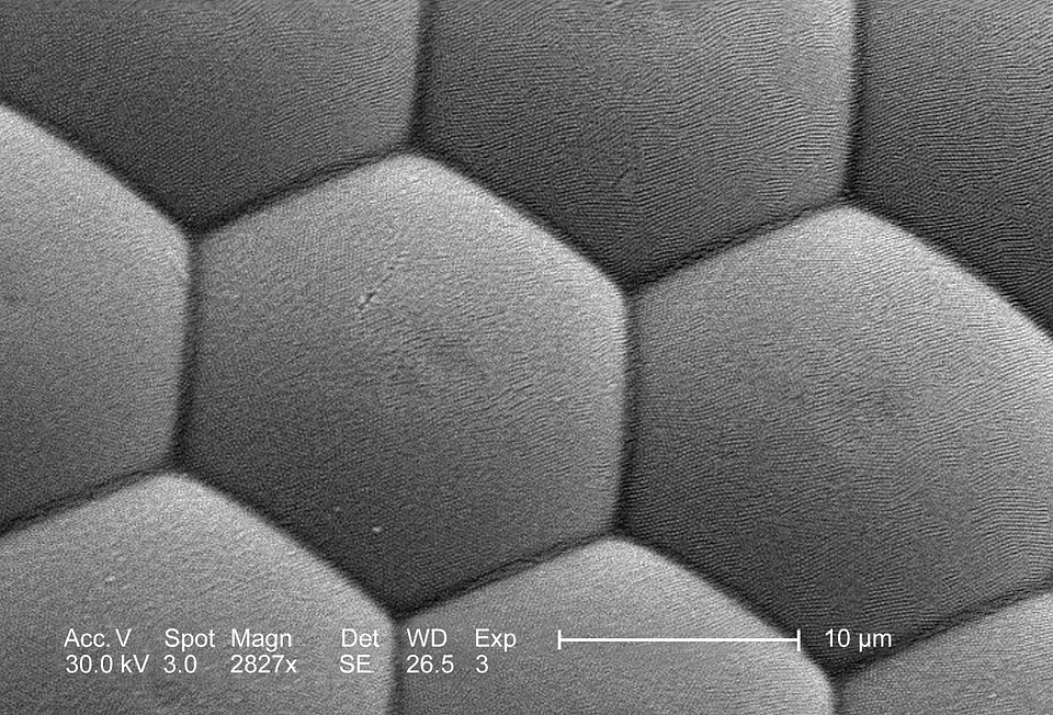 Compound compound eye eye