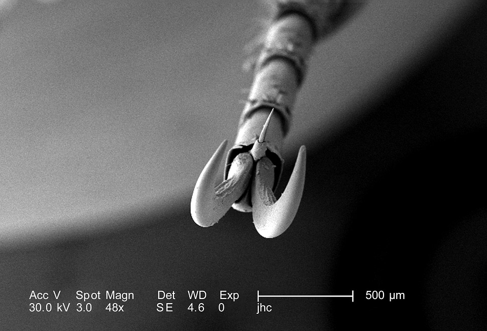 Beetle chief magnification