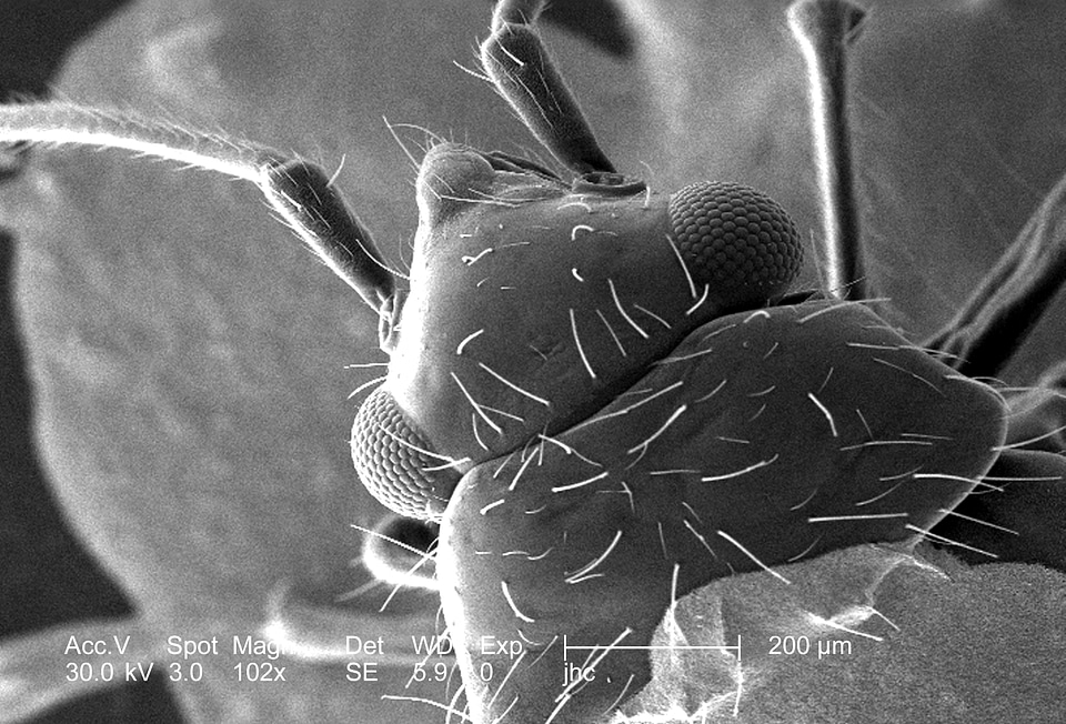 Chitin exoskeleton polysaccharide