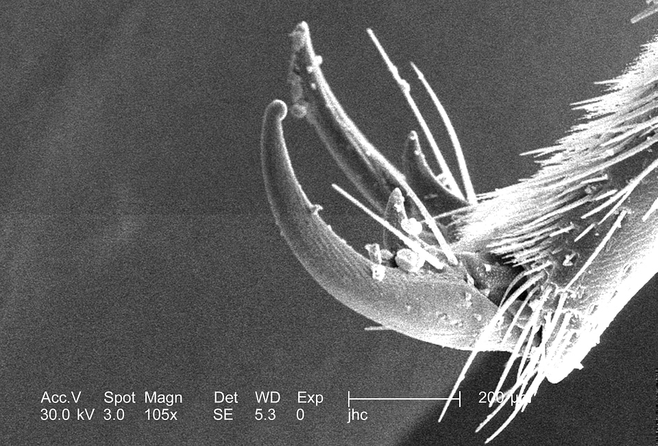 Bee environment food