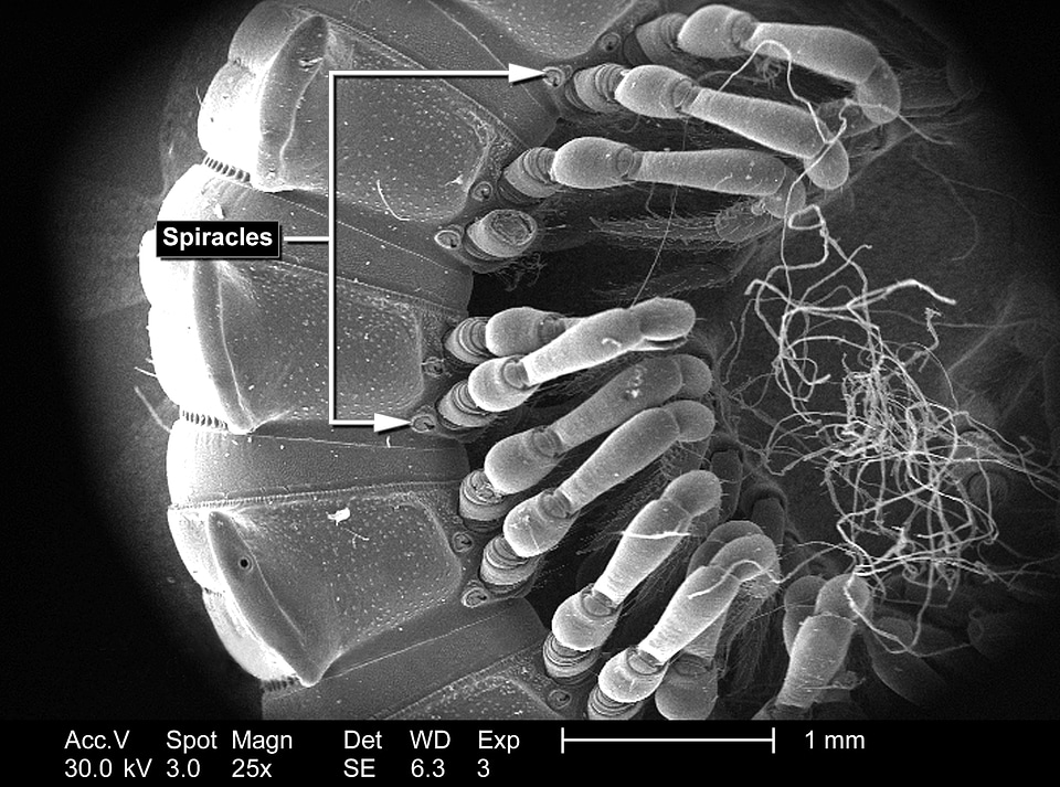 Body exoskeleton legs