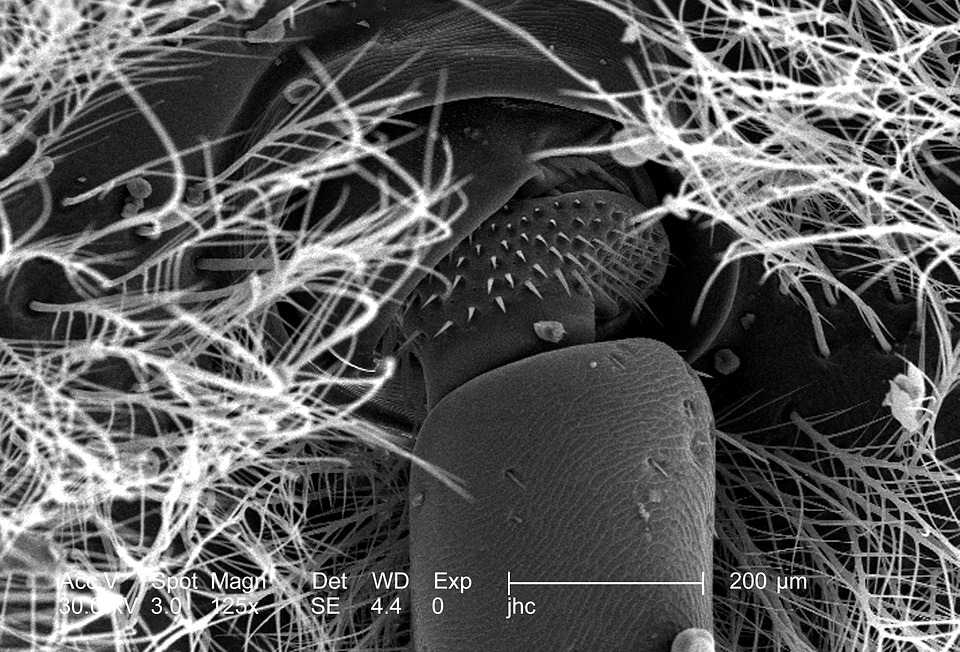 Bee carpenter magnification