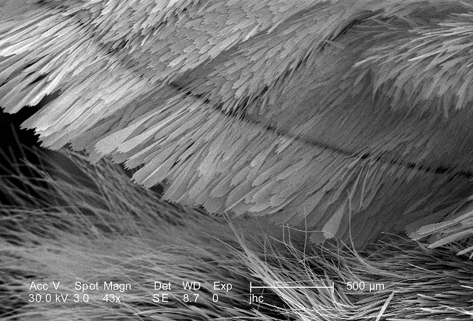 Magnification note presence