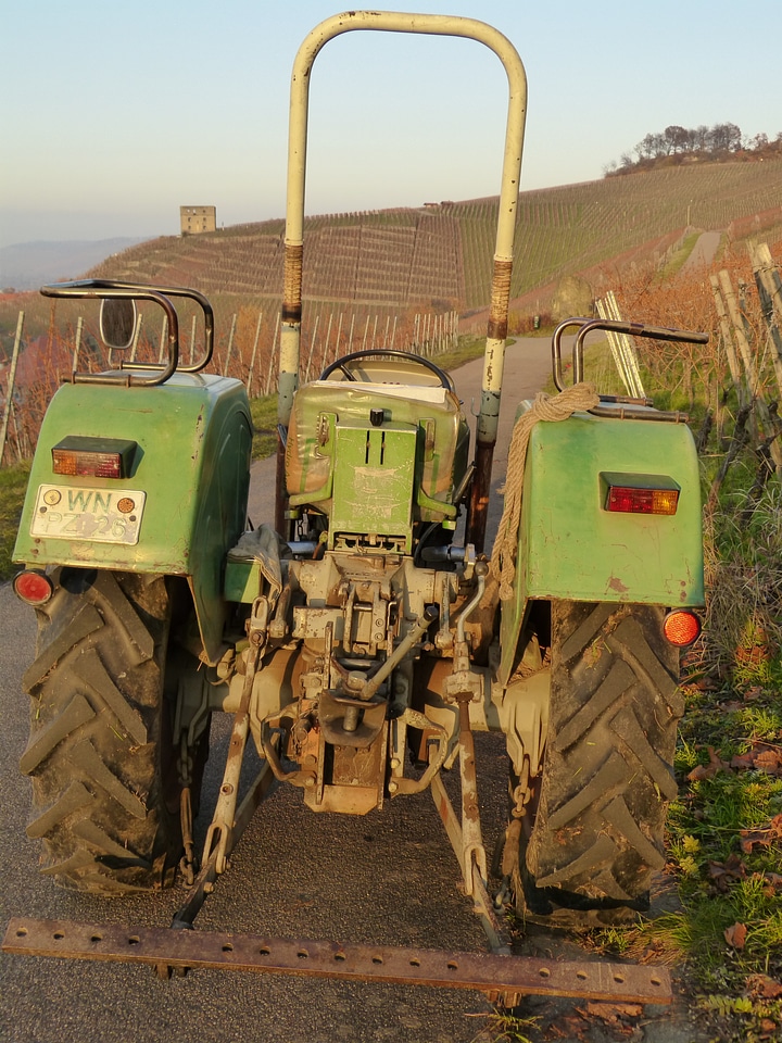 Agriculture wine vines
