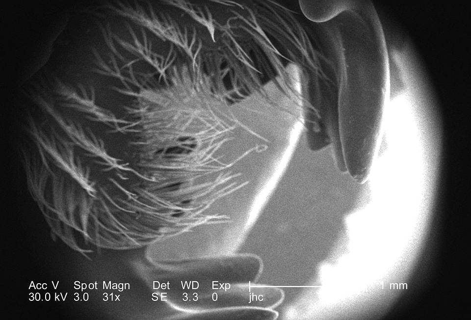 Legs morphologic myriad