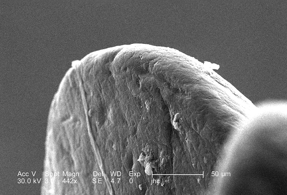 Beetle class magnification