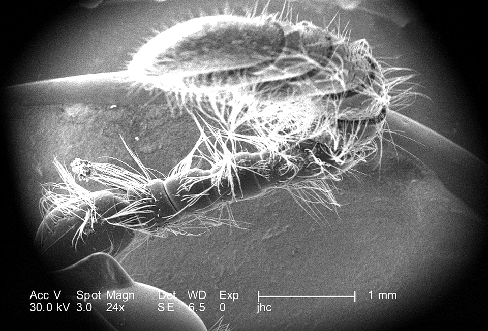 Club flagellum many
