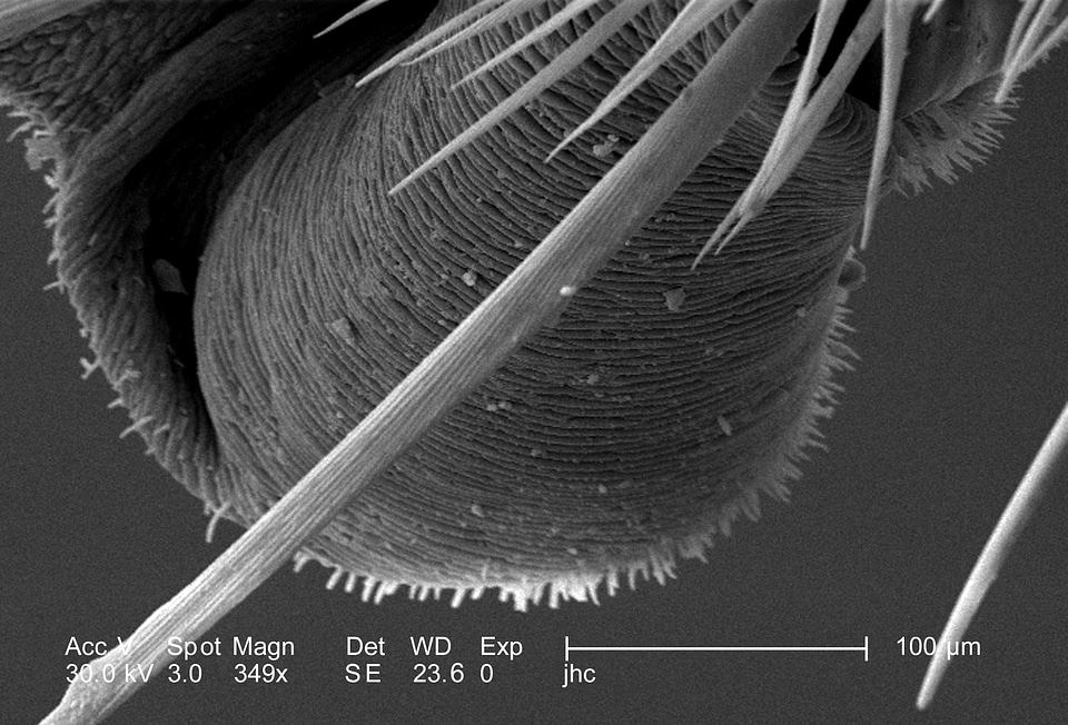 Class member phylum