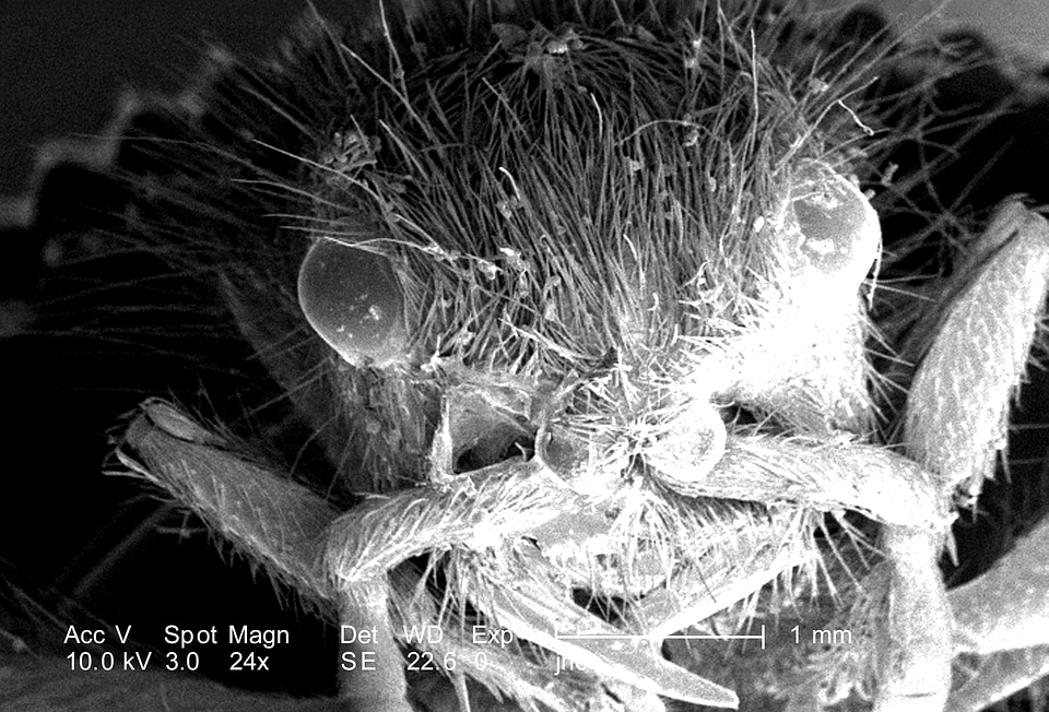 Chief female Mutillidae hymenoptera