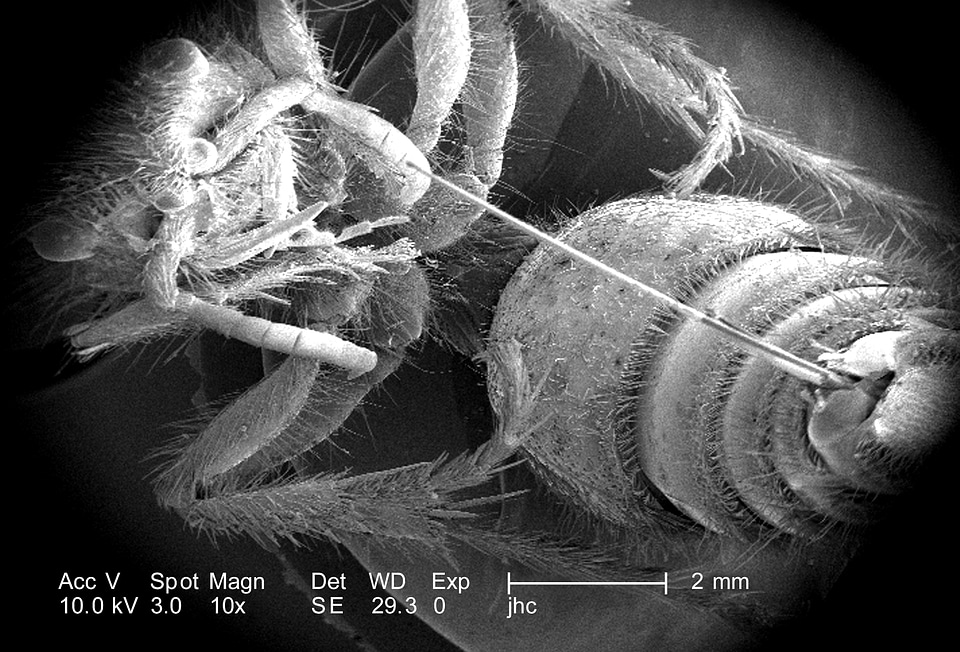 Exoskeleton presence surface