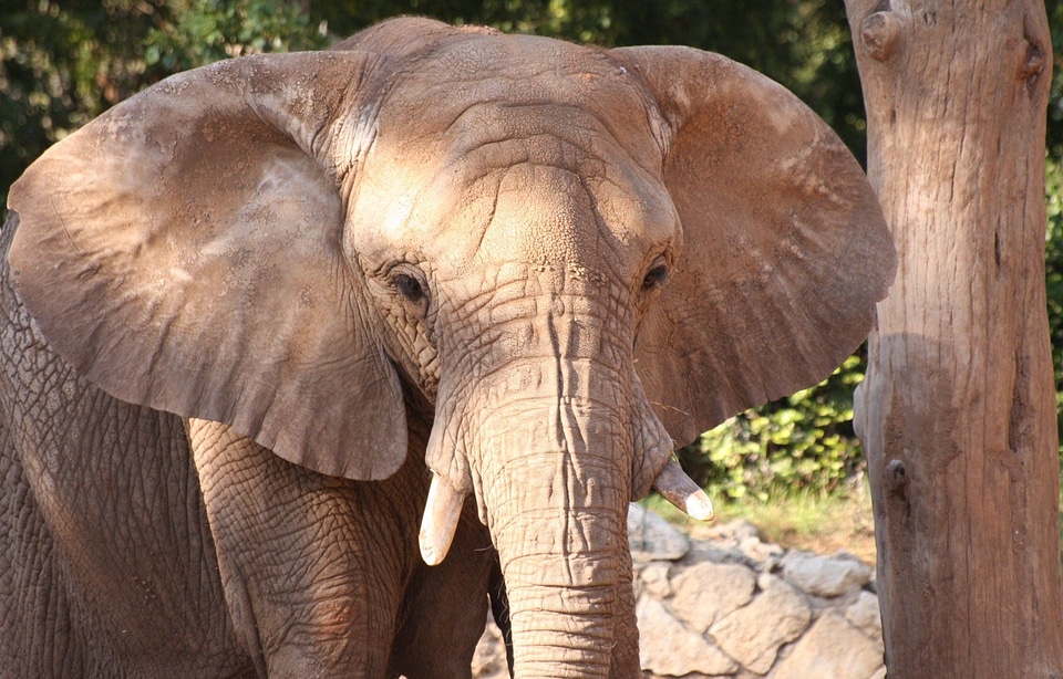 Large animals mammals