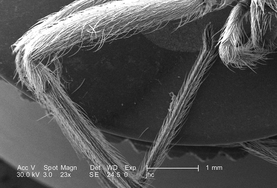 Legs nature phylum
