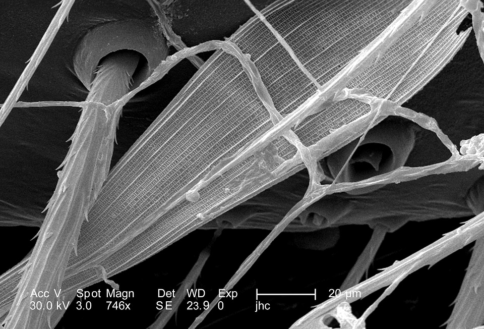 Brown spinning widow