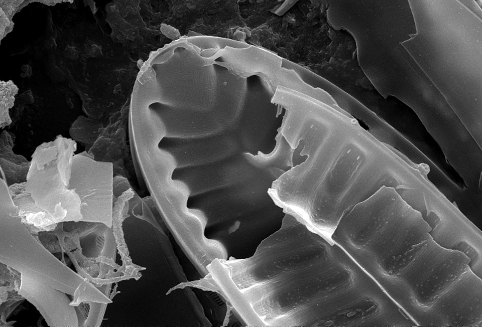Diatom processing sample