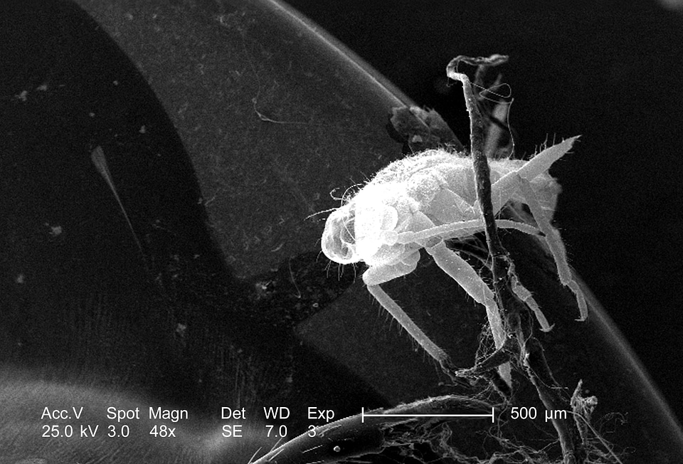 Arthropod body found
