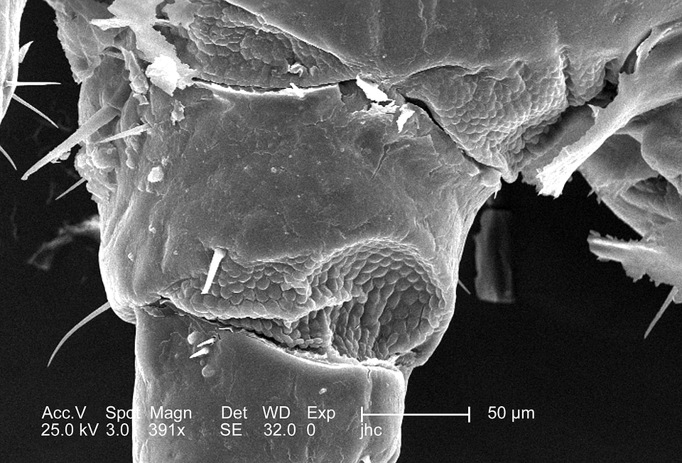 Photomicrograph scientific research 
