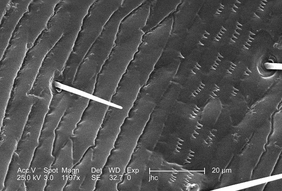 Louse male surface