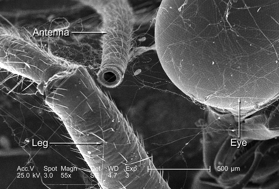 Compound compound eye eye
