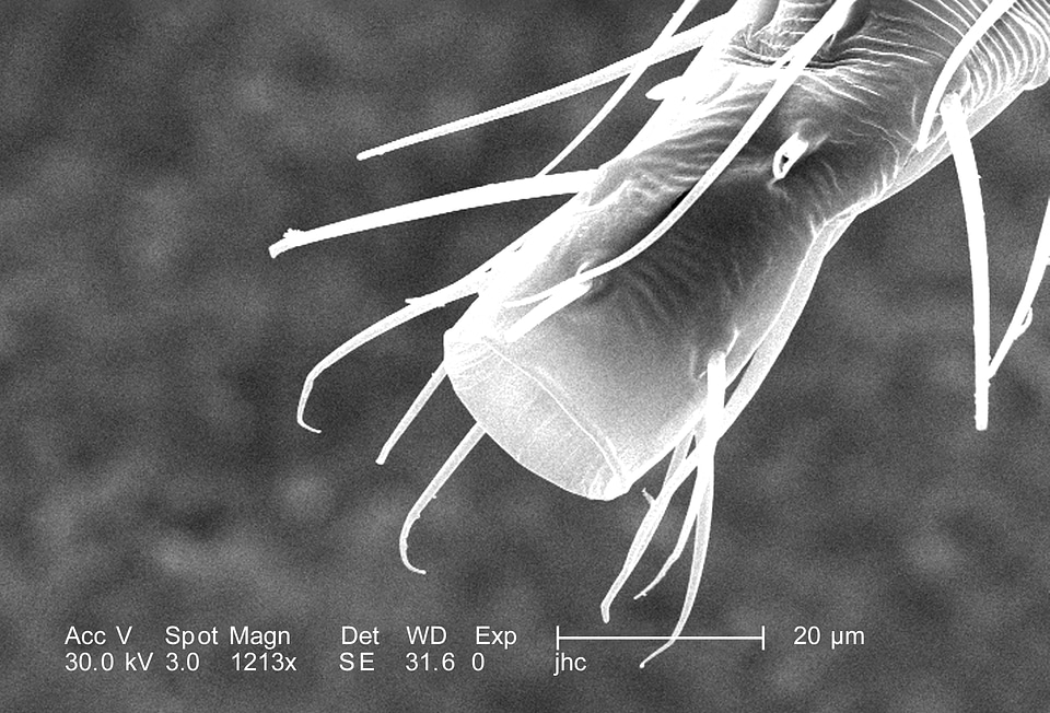 Black bug morphologic