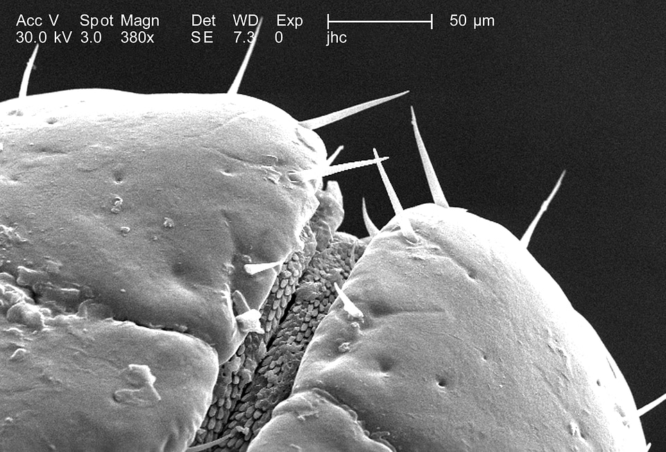 Bug male photomicrograph