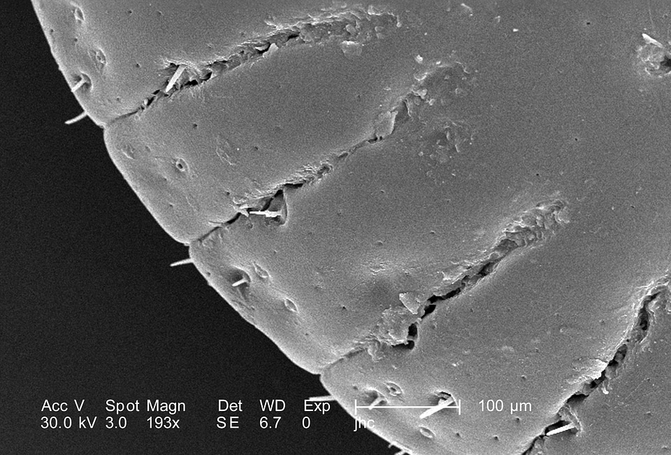 Magnification male 