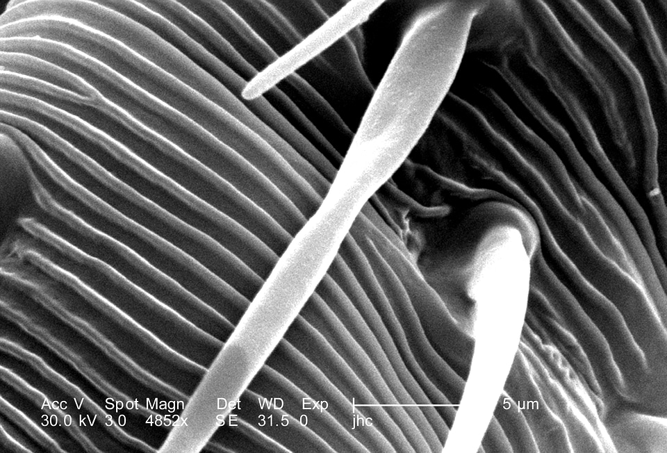 Black bug magnification
