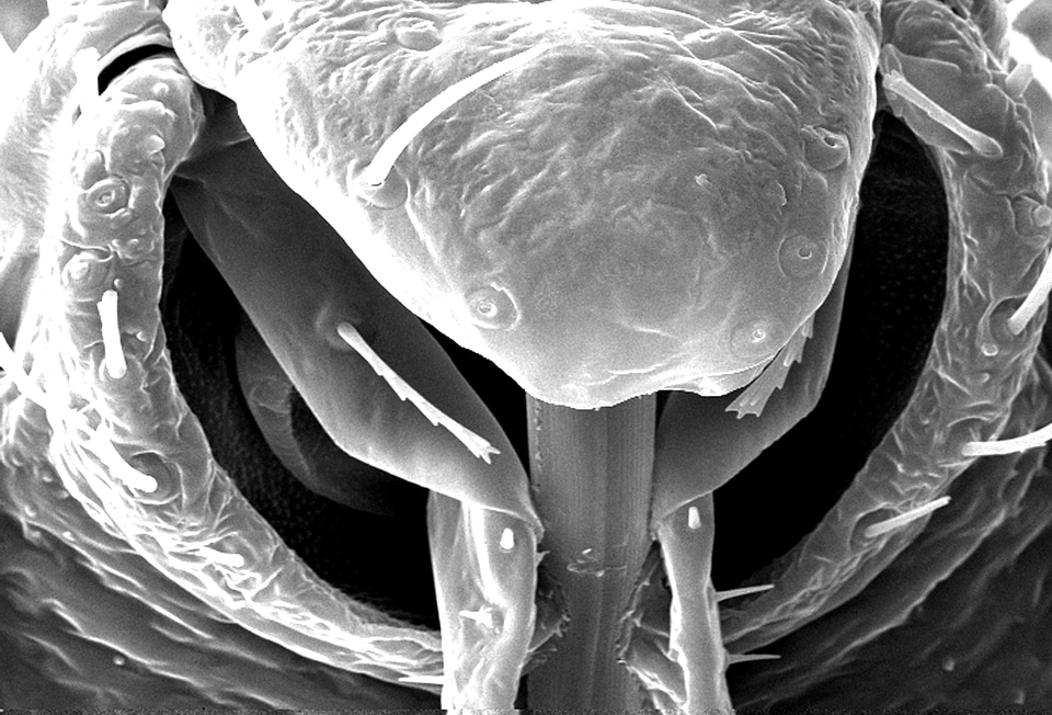 Blood blood meal food