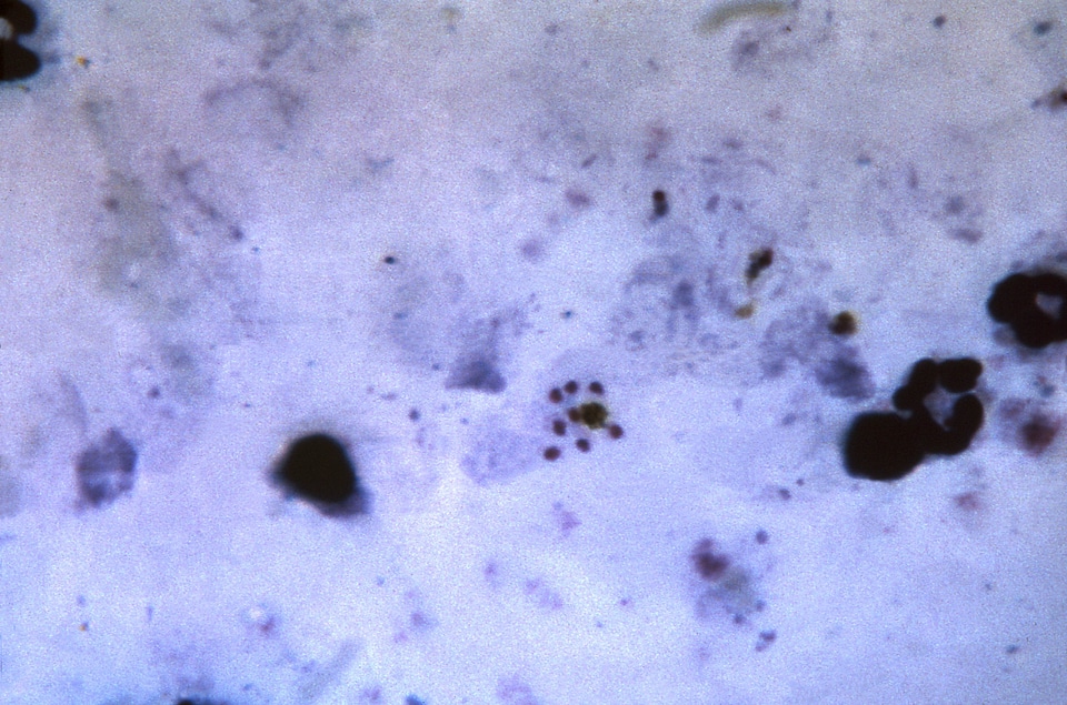 Film pigment sample