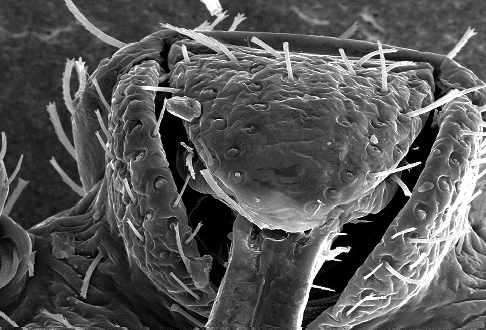 Bedbug chef morphology