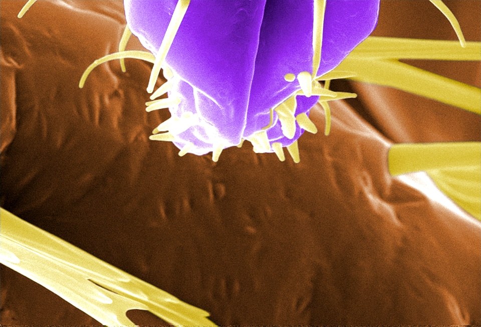 Bedbug chief morphology