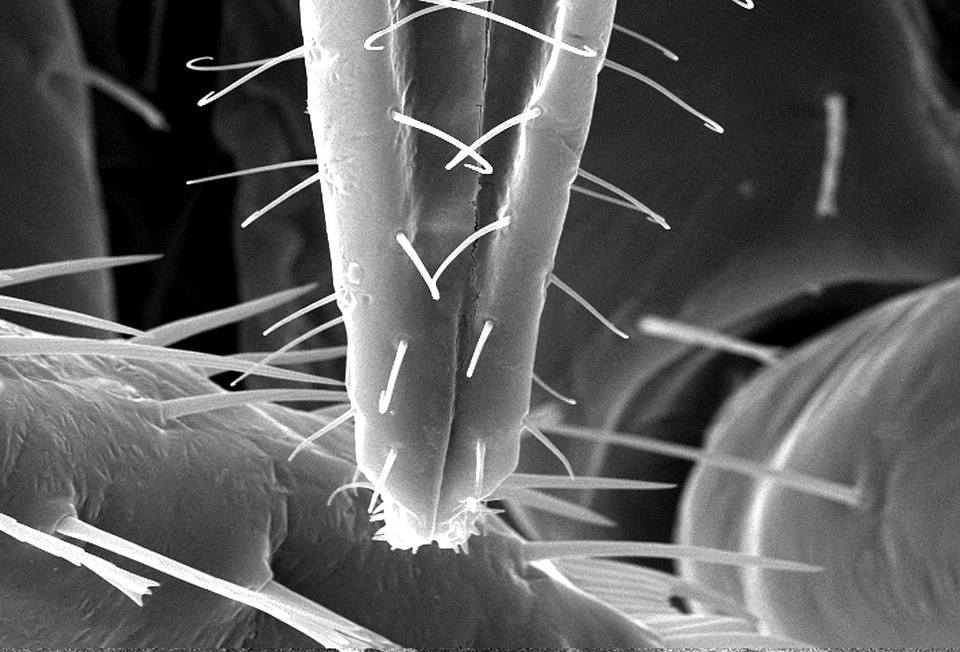 Bedbug chief region