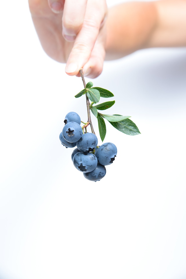 Twig food berries