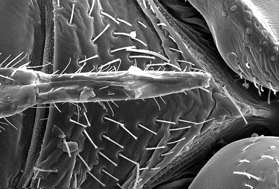 Bedbug chief surface