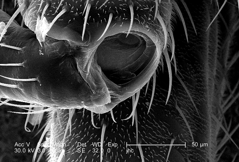 Bug exoskeleton photomicrograph