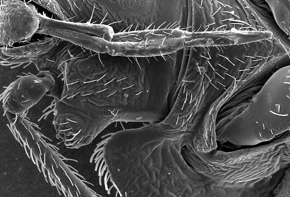 Blood blood meal food