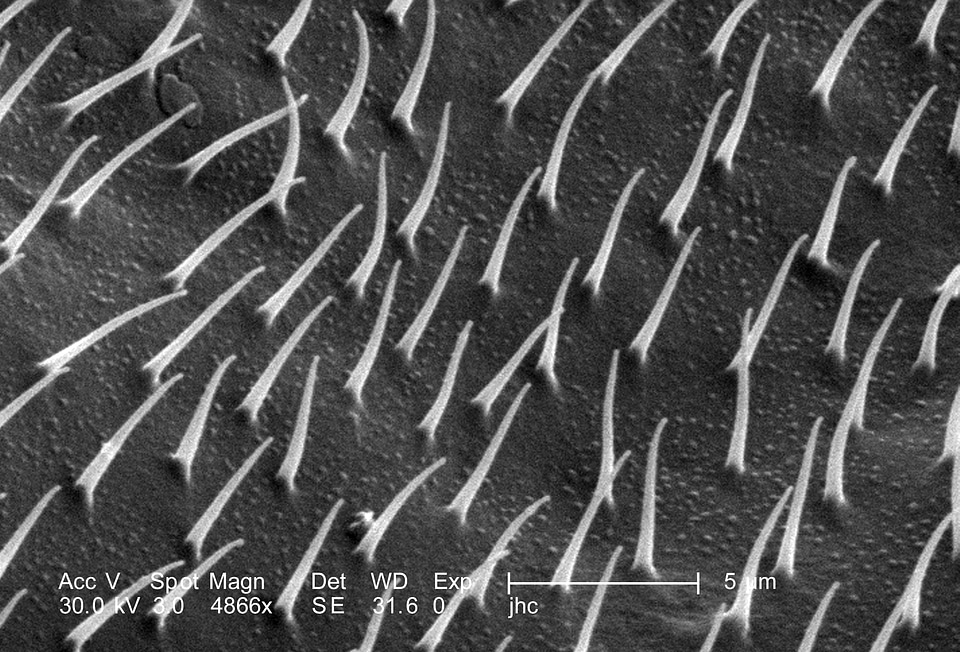 Black bug magnification